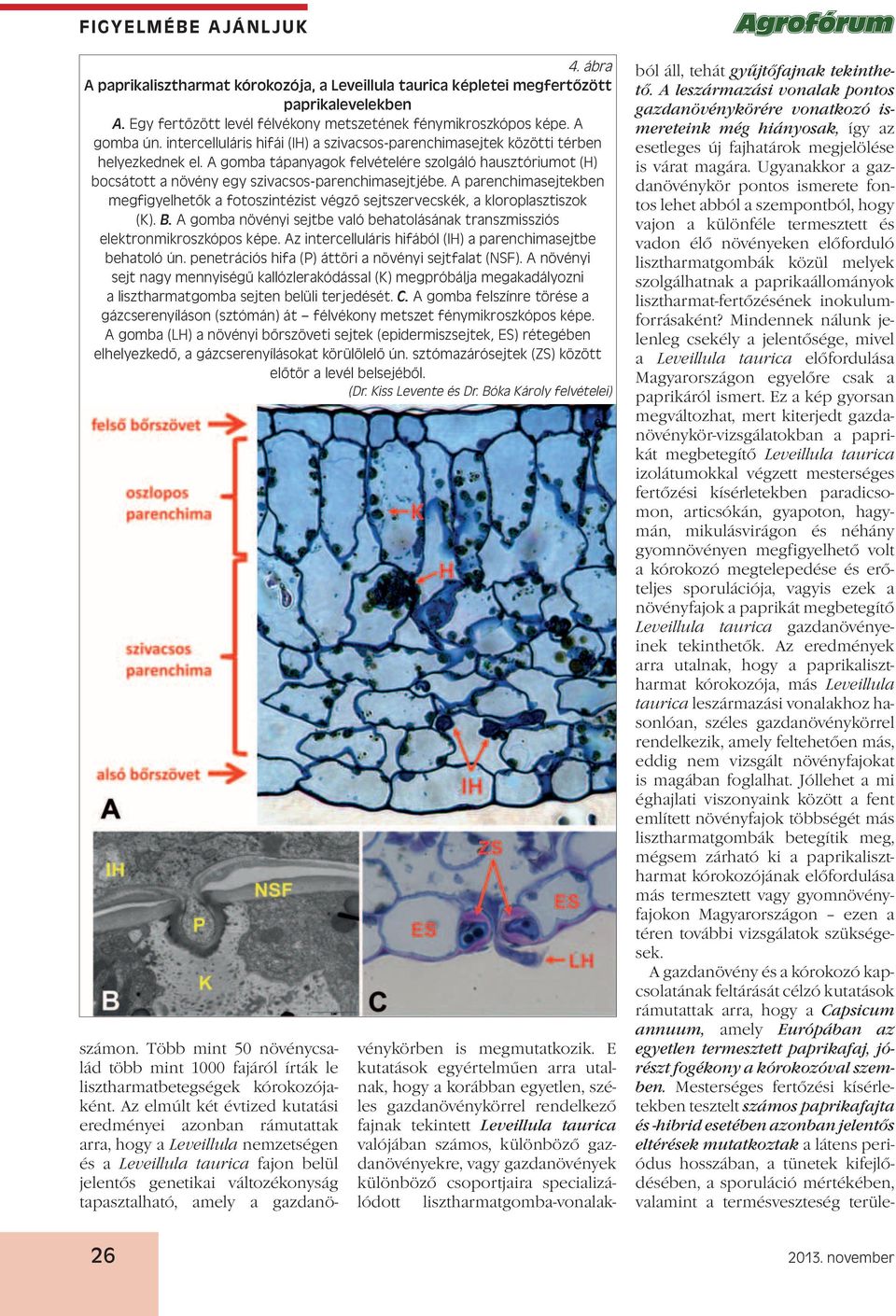 A parenchimasejtekben megfigyelhetők a fotoszintézist végző sejtszervecskék, a kloroplasztiszok (K). B. A gomba növényi sejtbe való behatolásának transzmissziós elektronmikroszkópos képe.
