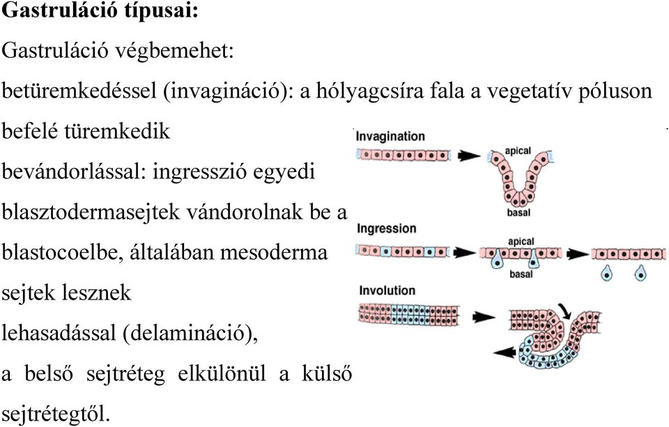 egyedi blasztodermasejtek vándorolnak be a blastocoelbe, általában mesoderma