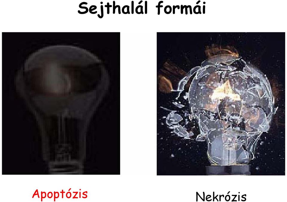 Apoptózis