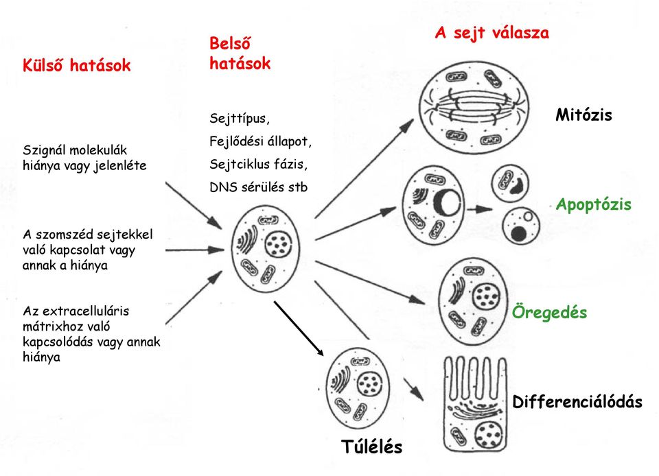 állapot, Sejtciklus fázis, DNS sérülés stb Sejtciklus fázis, DNS sérülés stb Mitózis Apoptózis Kapcsolódás Az extracelluláris vagy