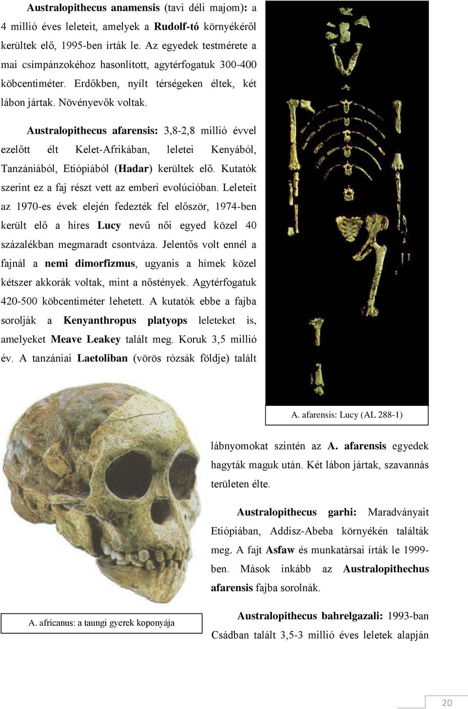 Australopithecus afarensis: 3,8-2,8 millió évvel ezelőtt élt Kelet-Afrikában, leletei Kenyából, Tanzániából, Etiópiából (Hadar) kerültek elő. Kutatók szerint ez a faj részt vett az emberi evolúcióban.