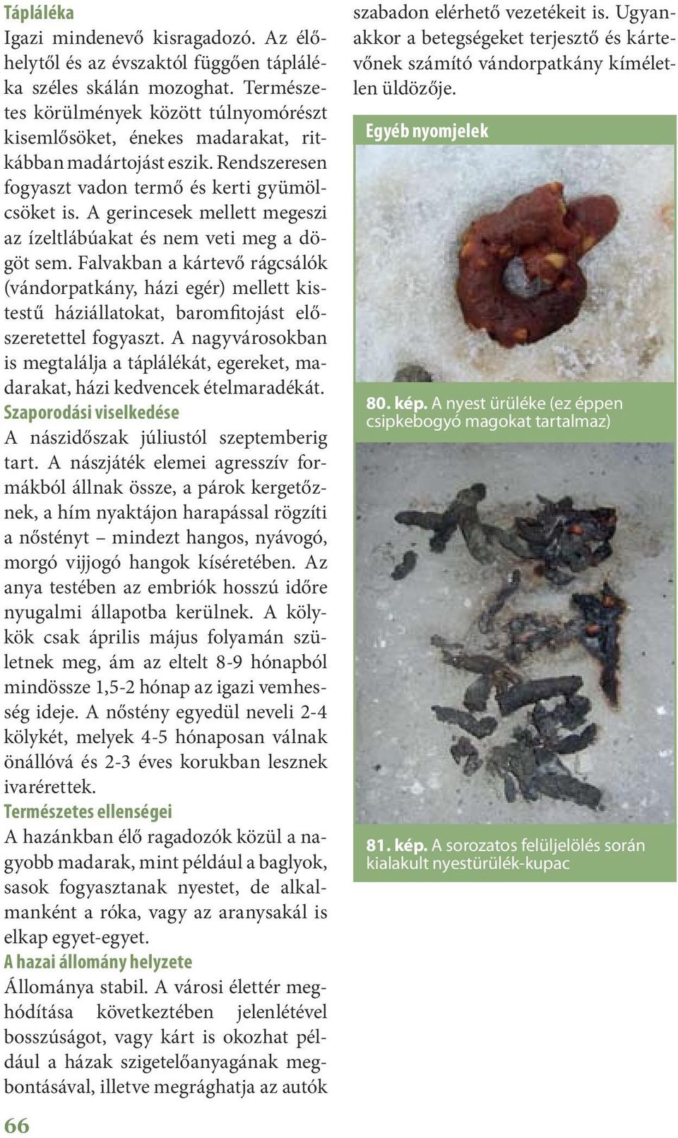 A gerincesek mellett megeszi az ízeltlábúakat és nem veti meg a dögöt sem.