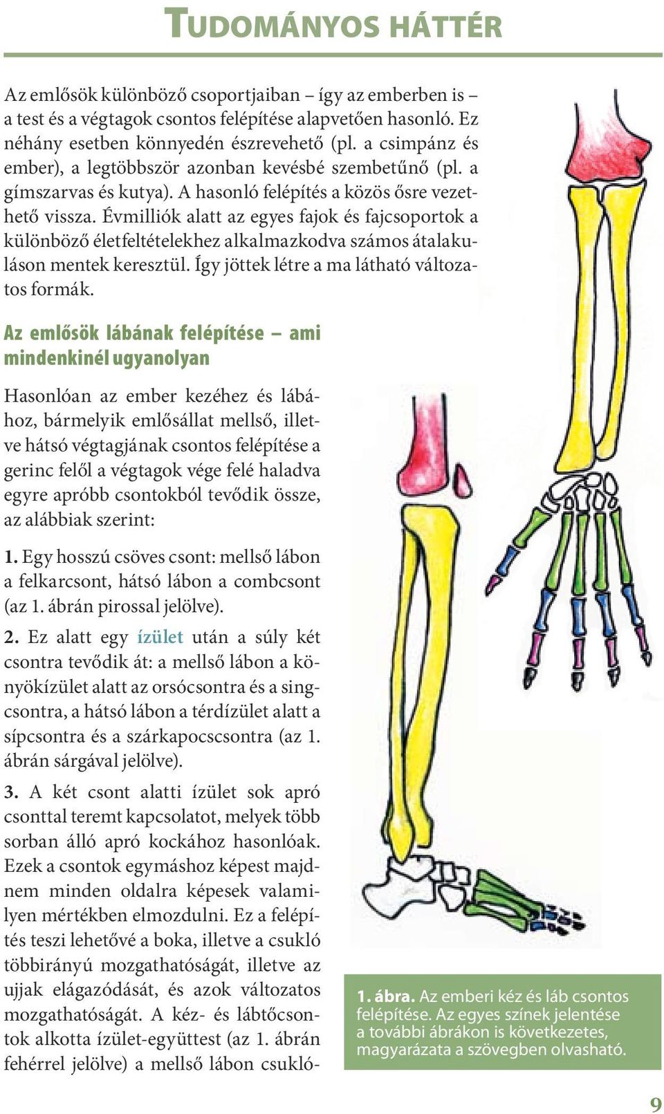 Évmilliók alatt az egyes fajok és fajcsoportok a különböző életfeltételekhez alkalmazkodva számos átalakuláson mentek keresztül. Így jöttek létre a ma látható változatos formák.