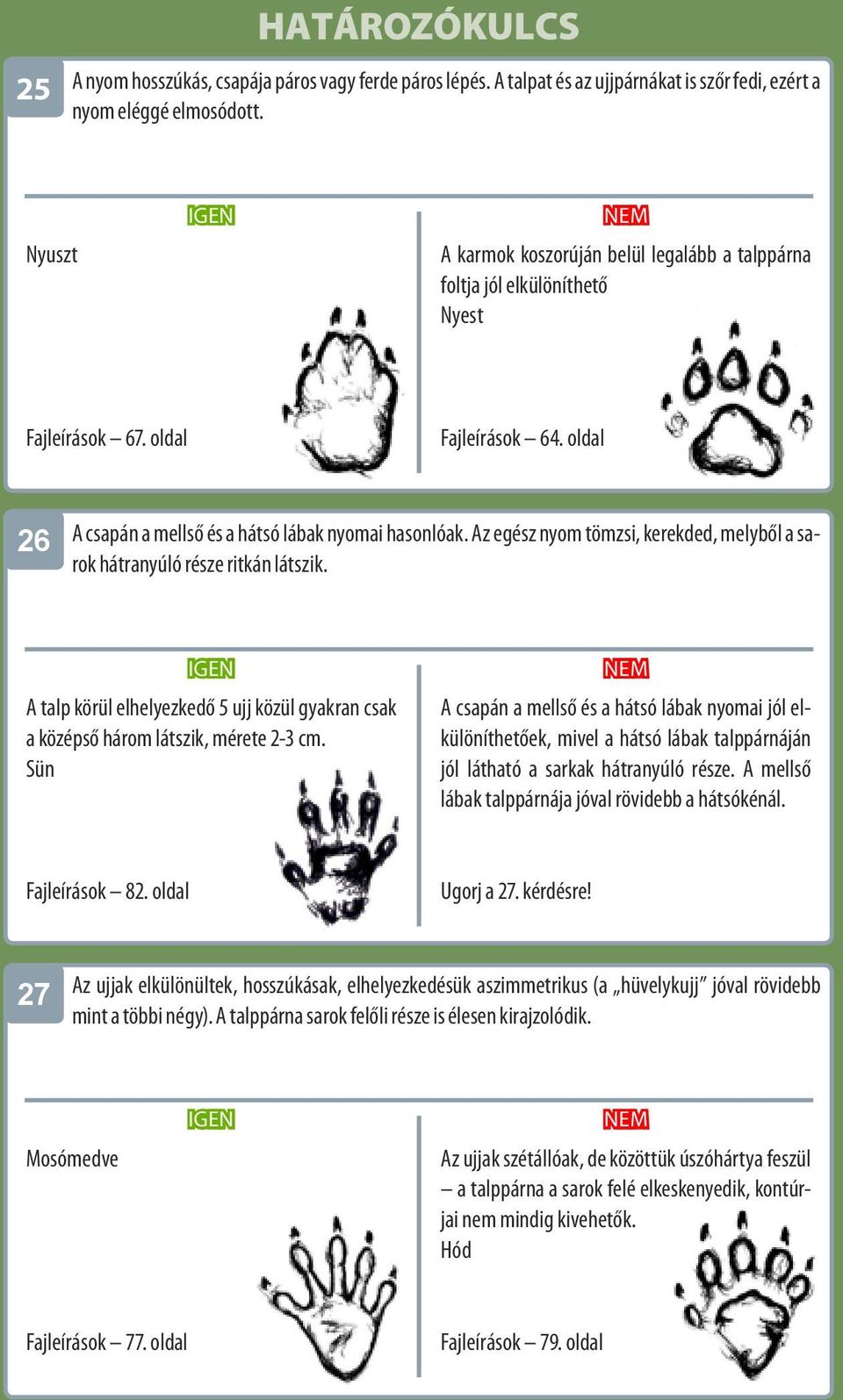 Az egész nyom tömzsi, kerekded, melyből a sarok hátranyúló része ritkán látszik. IGEN A talp körül elhelyezkedő 5 ujj közül gyakran csak a középső három látszik, mérete 2-3 cm.