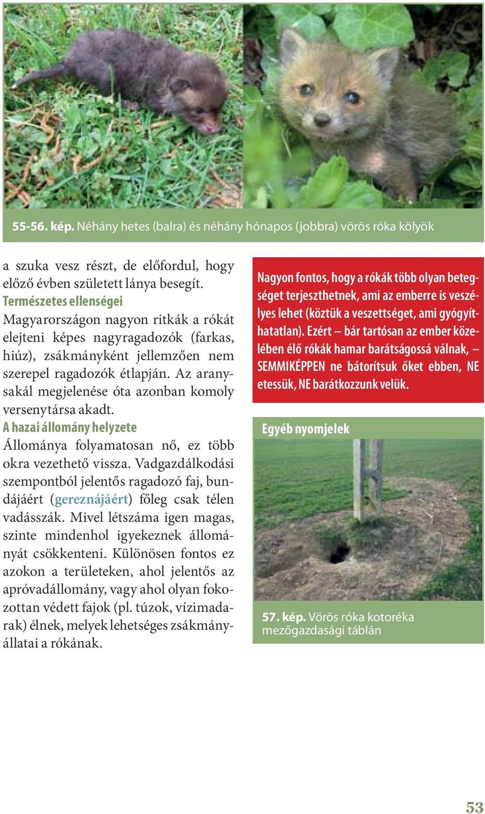 Az aranysakál megjelenése óta azonban komoly versenytársa akadt. A hazai állomány helyzete Állománya folyamatosan nő, ez több okra vezethető vissza.