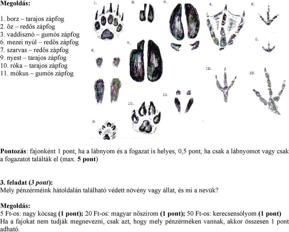 mókus gumós zápfog Pontozás: fajonként 1 pont, ha a lábnyom és a fogazat is helyes, 0,5 pont, ha csak a lábnyomot vagy csak a fogazatot találták el (max.