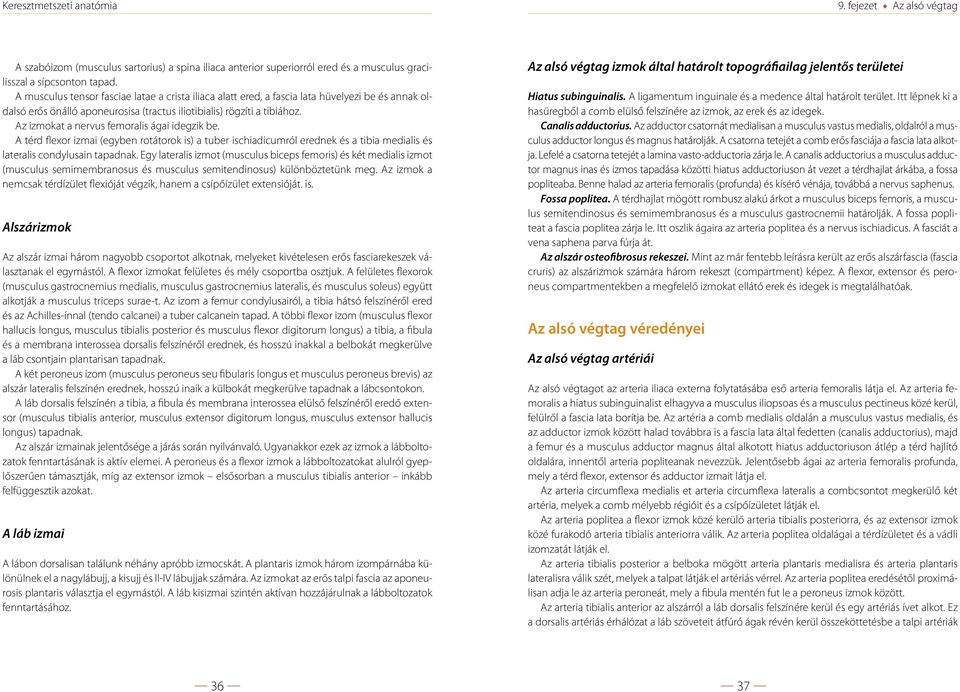 Az izmokat a nervus femoralis ágai idegzik be. A térd flexor izmai (egyben rotátorok is) a tuber ischiadicumról erednek és a tibia medialis és lateralis condylusain tapadnak.