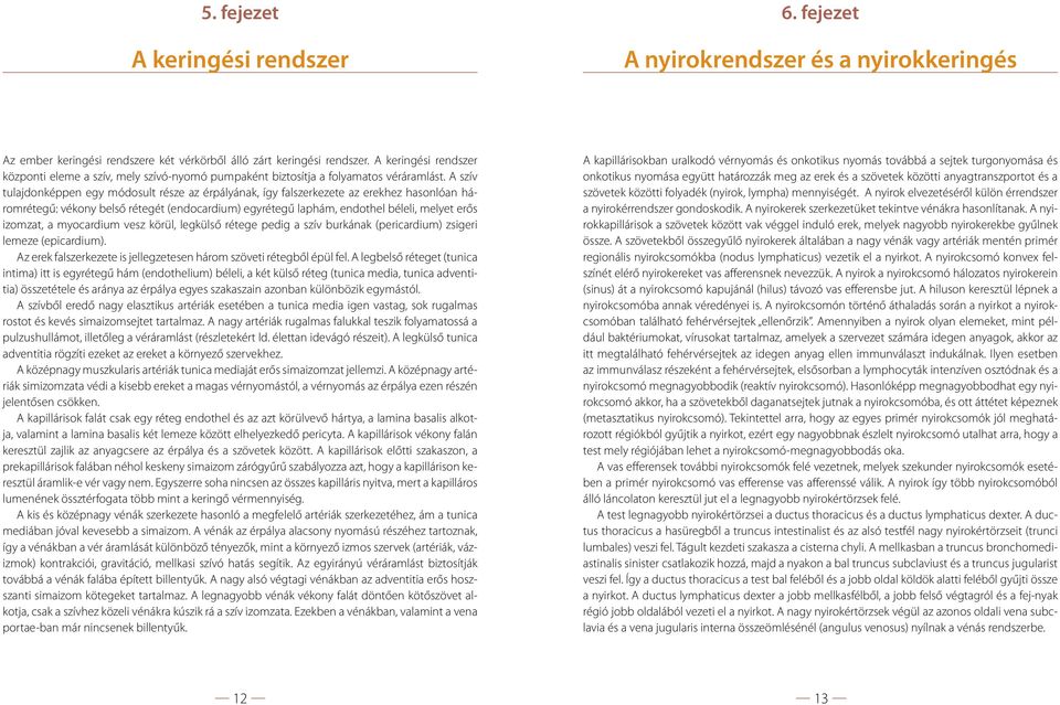 A szív tulajdonképpen egy módosult része az érpályának, így falszerkezete az erekhez hasonlóan háromrétegű: vékony belső rétegét (endocardium) egyrétegű laphám, endothel béleli, melyet erős izomzat,