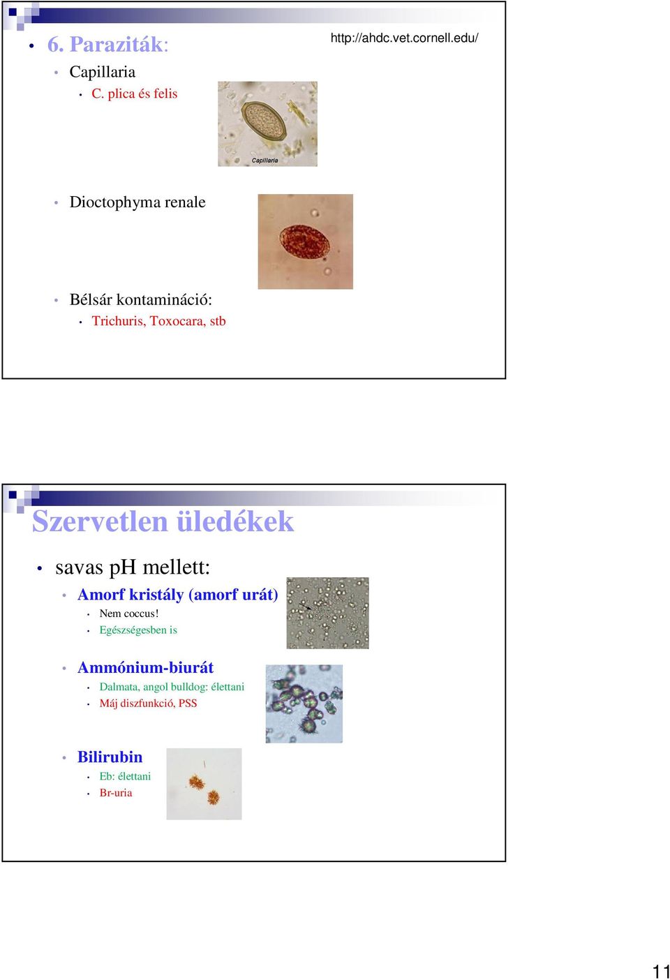 üledékek savas ph mellett: Amorf kristály (amorf urát) Nem coccus!