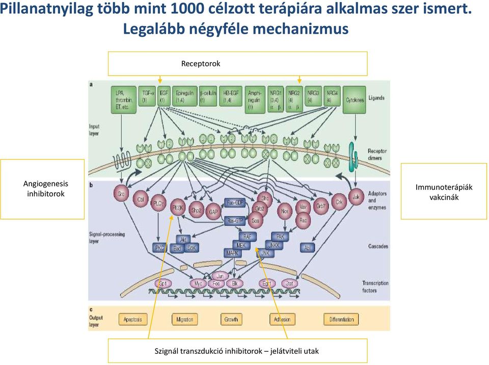 Legalább négyféle mechanizmus Receptorok