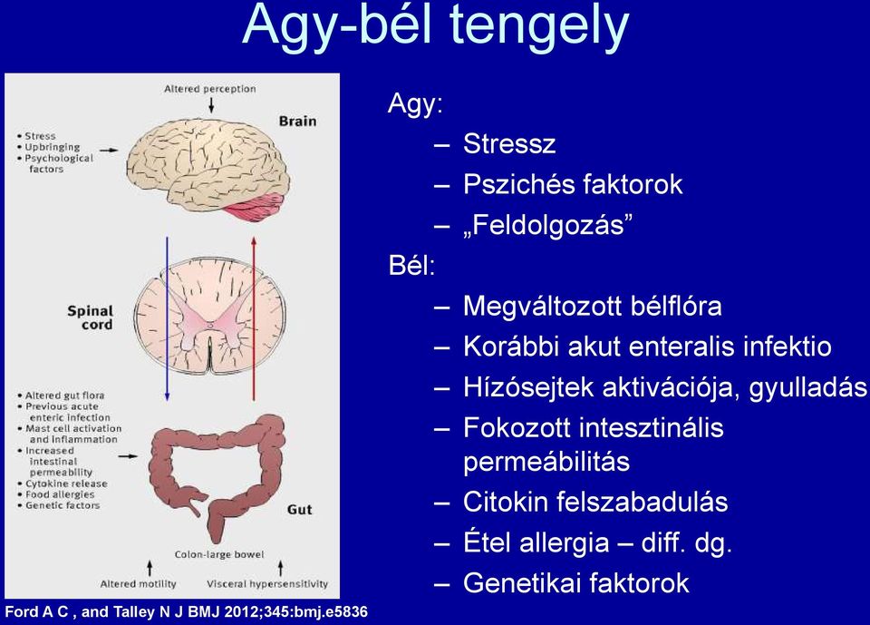 Korábbi akut enteralis infektio Hízósejtek aktivációja, gyulladás Fokozott