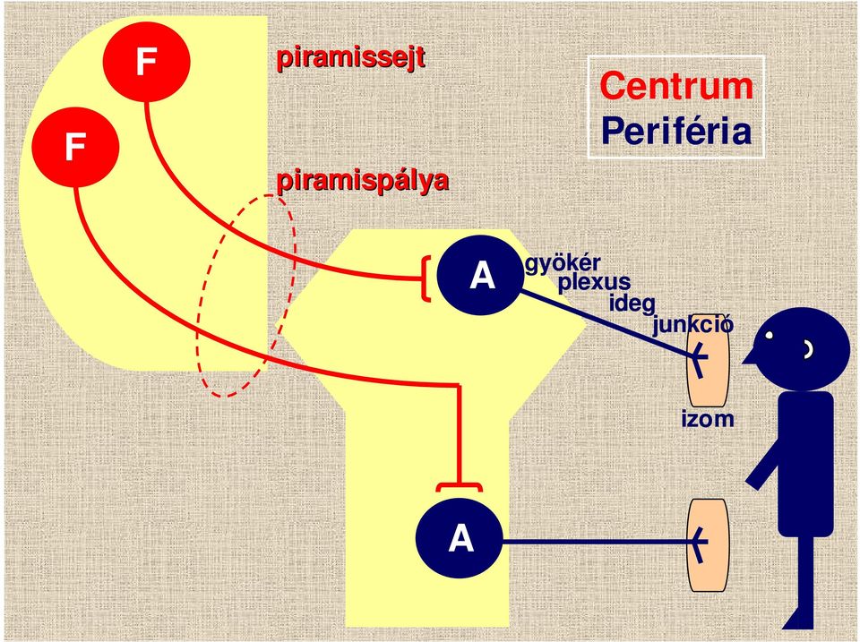 Periféria A gyökér