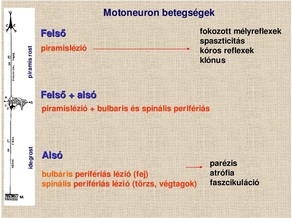 Motoneuron betegségek - PDF Ingyenes letöltés