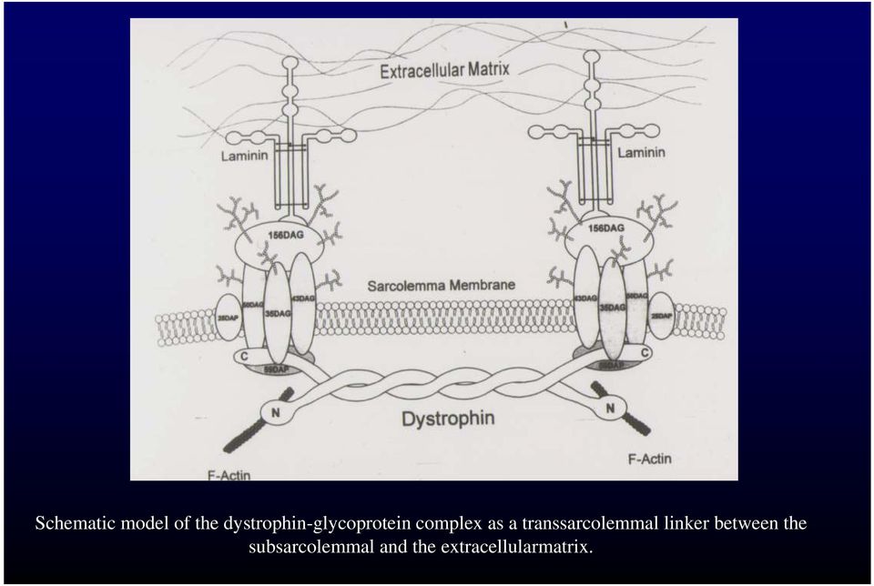 a transsarcolemmal linker between