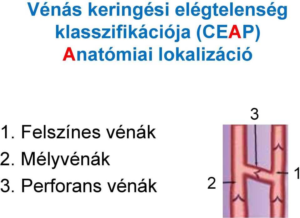 Anatómiai lokalizáció 1.