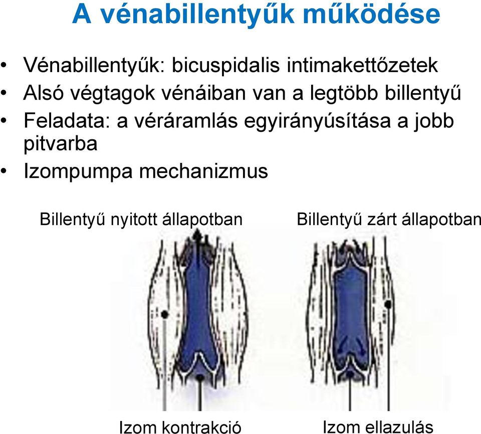 Feladata: a véráramlás egyirányúsítása a jobb pitvarba Izompumpa