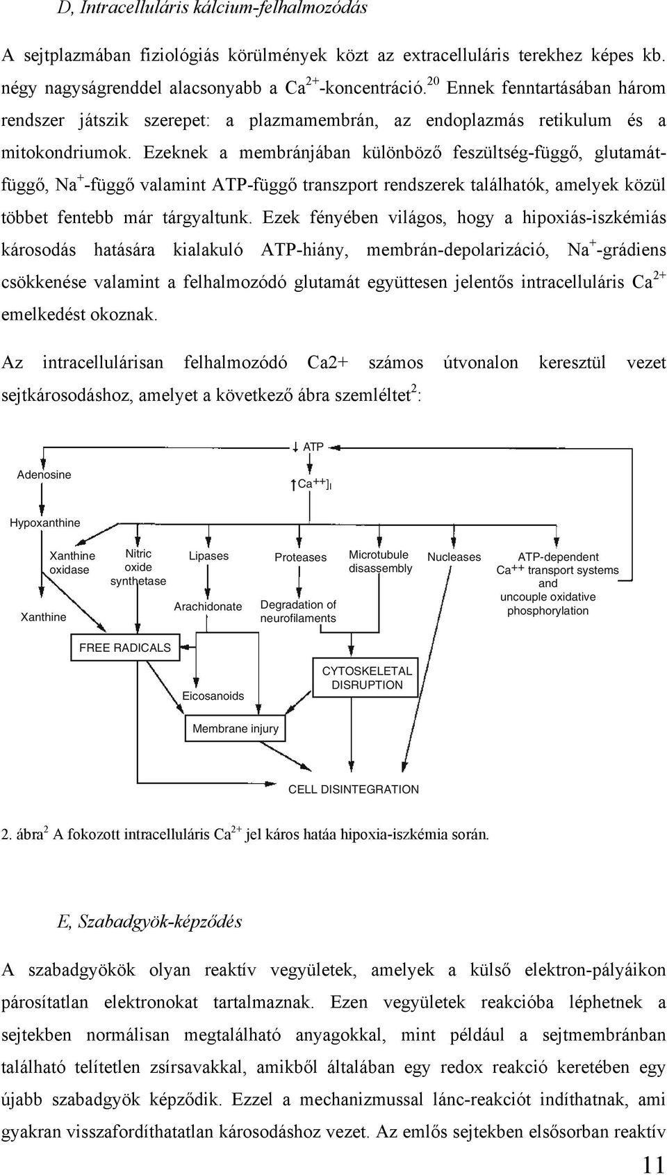 Ezeknek a membránjában különböző feszültség-függő, glutamátfüggő, Na + -függő valamint ATP-függő transzport rendszerek találhatók, amelyek közül többet fentebb már tárgyaltunk.