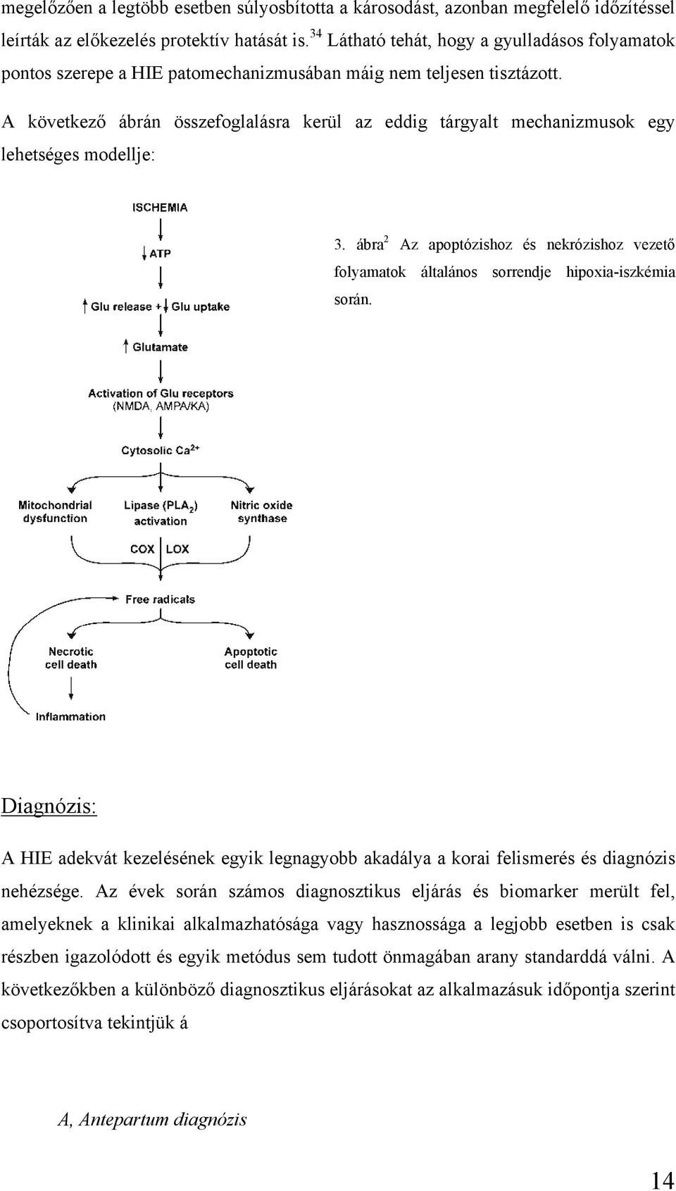 A következő ábrán összefoglalásra kerül az eddig tárgyalt mechanizmusok egy lehetséges modellje: ypoxic-ischemic Encephalopathy: Biochemical and Physiological Aspects 275 3.