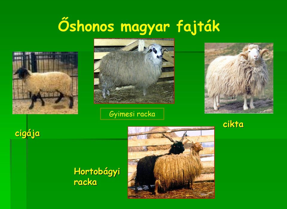 Gyimesi racka