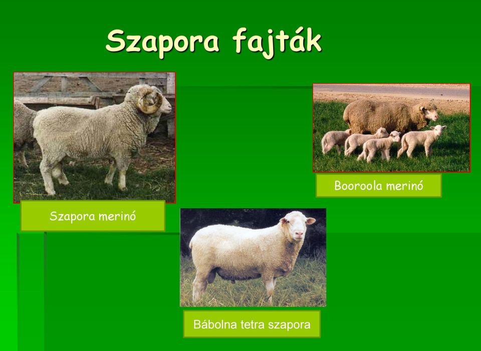 Szapora merinó