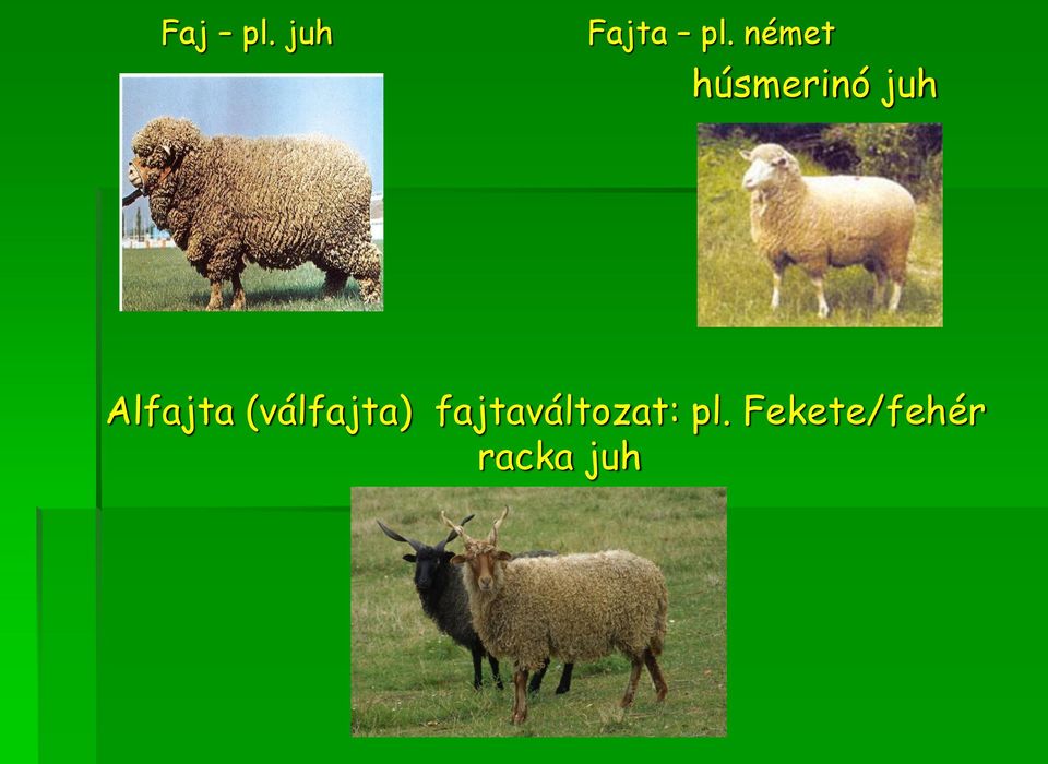 Alfajta (válfajta)