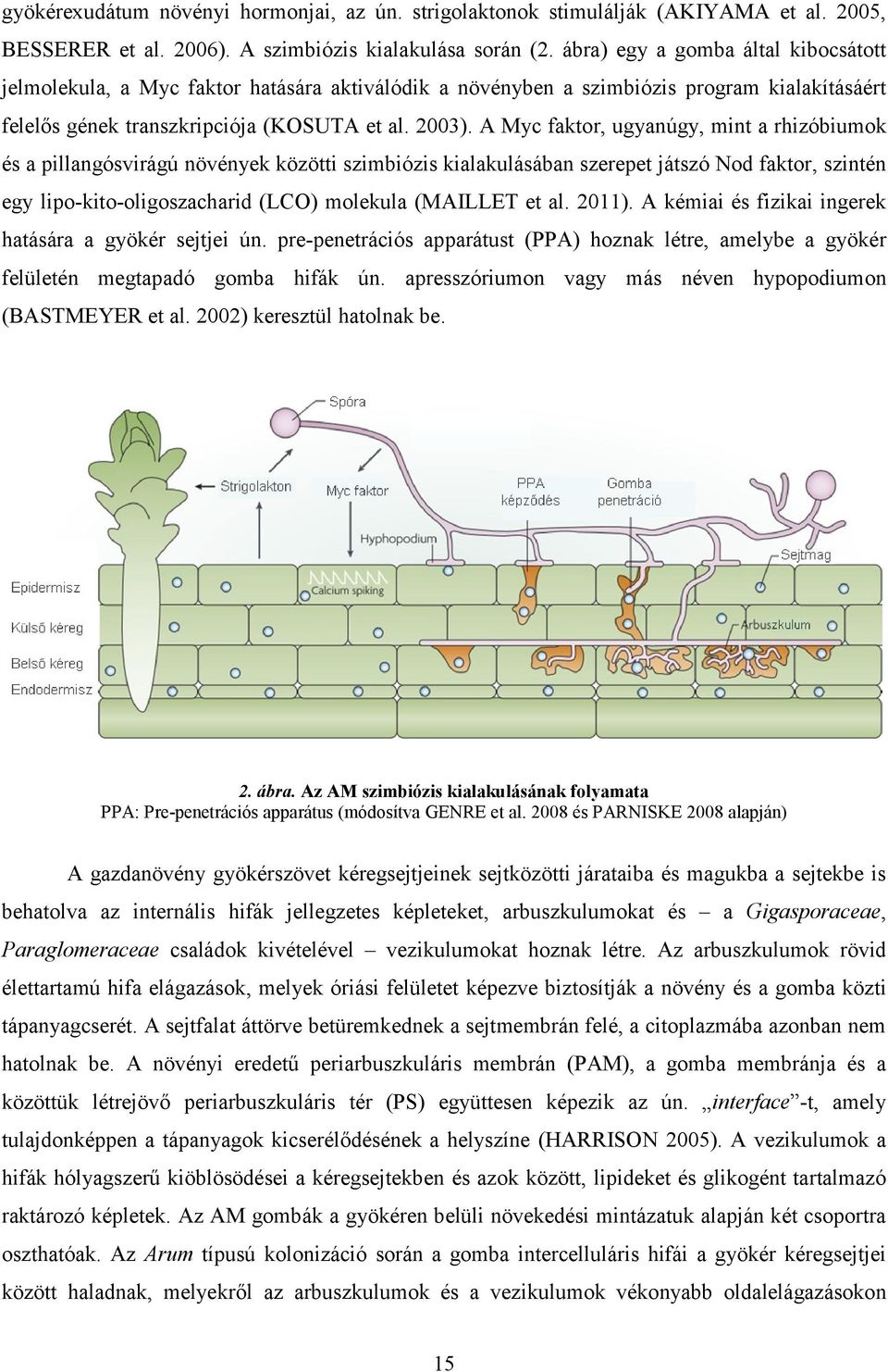 A Myc faktor, ugyanúgy, mint a rhizóbiumok és a pillangósvirágú növények közötti szimbiózis kialakulásában szerepet játszó Nod faktor, szintén egy lipo-kito-oligoszacharid (LCO) molekula (MAILLET et