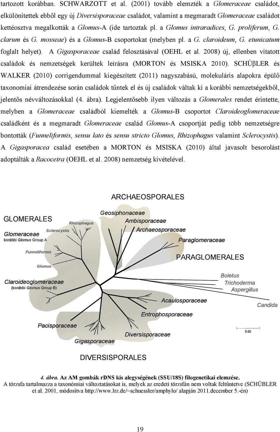 a Glomus intraradices, G. proliferum, G. clarum és G. mosseae) és a Glomus-B csoportokat (melyben pl. a G. claroideum, G. etunicatum foglalt helyet). A Gigasporaceae család felosztásával (OEHL et al.