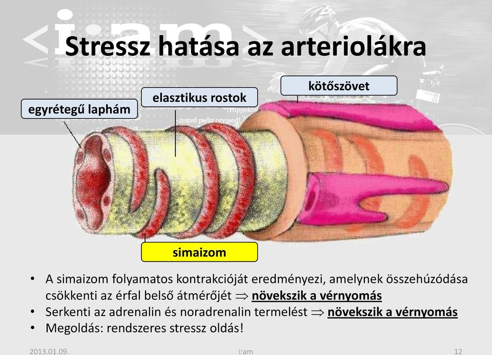 csökkenti az érfal belső átmérőjét növekszik a vérnyomás Serkenti az adrenalin és