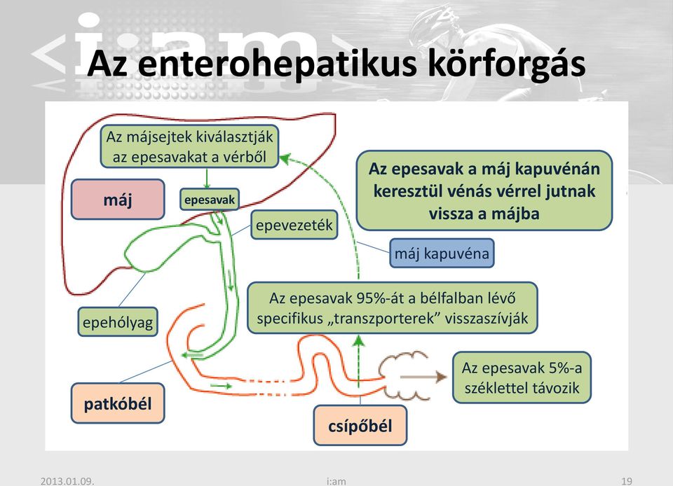 májba máj kapuvéna epehólyag Az epesavak 95%-át a bélfalban lévő specifikus