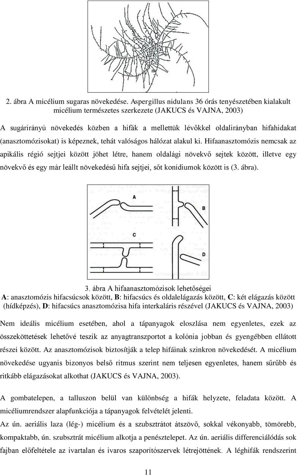 (anasztomózisokat) is képeznek, tehát valóságos hálózat alakul ki.