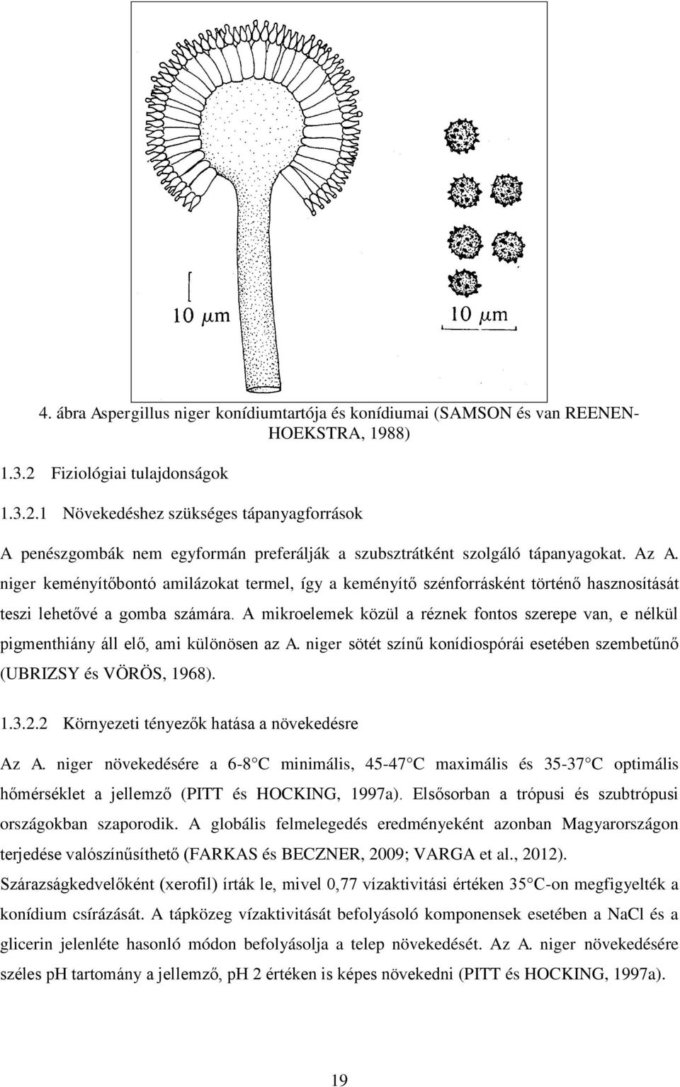 niger keményítőbontó amilázokat termel, így a keményítő szénforrásként történő hasznosítását teszi lehetővé a gomba számára.