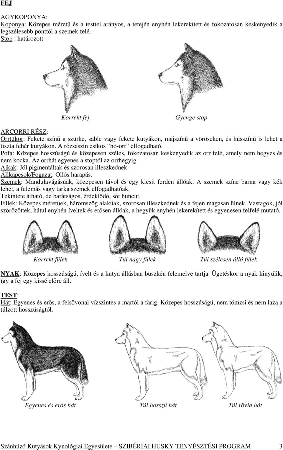 A rózsaszín csíkos hó-orr elfogadható. Pofa: Közepes hosszúságú és közepesen széles, fokozatosan keskenyedik az orr felé, amely nem hegyes és nem kocka. Az orrhát egyenes a stoptól az orrhegyig.