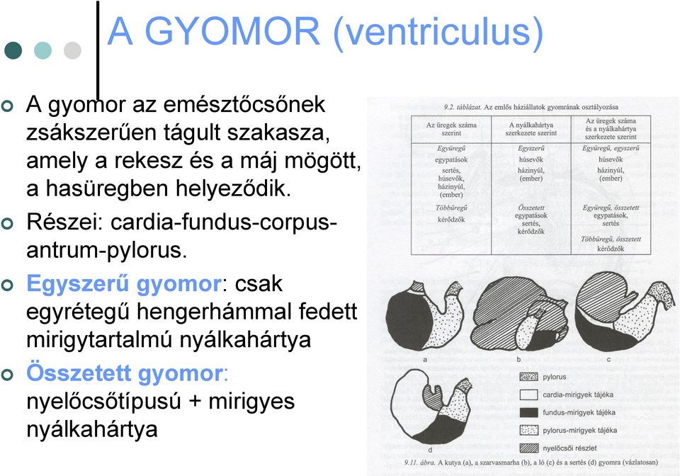 Részei: cardia-fundus-corpusantrum-pylorus.