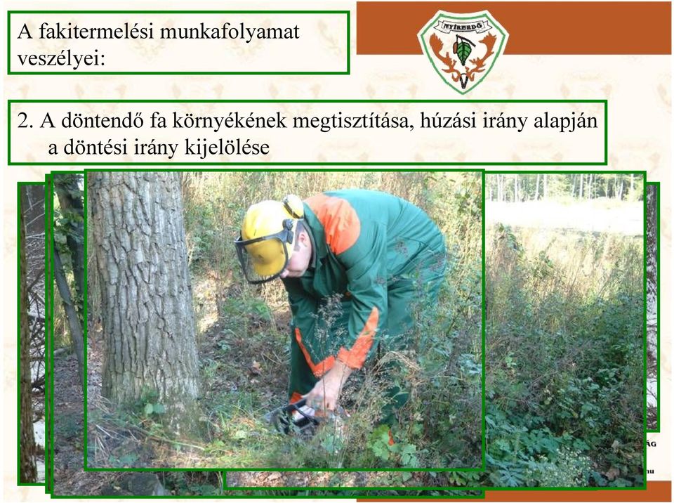 A döntendő fa környékének