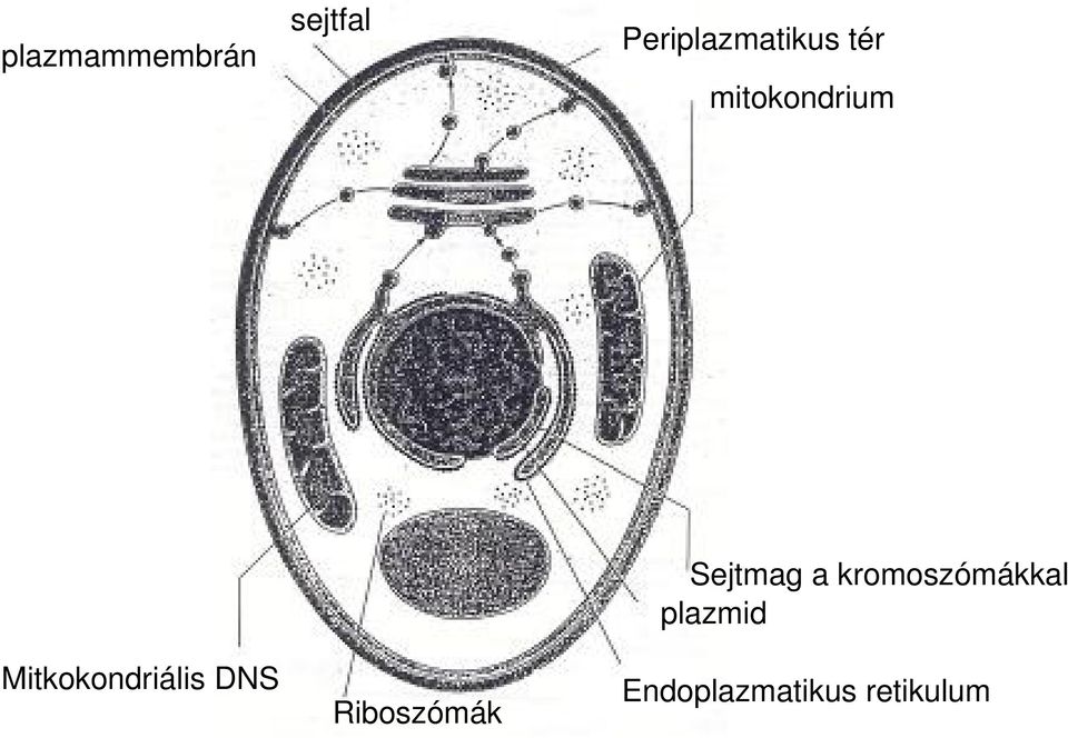 Mitkokondriális DNS Riboszómák