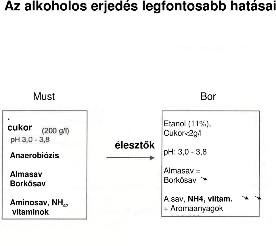 4, vitaminok élesztők Bor Etanol (11%), Cukor<2g/l