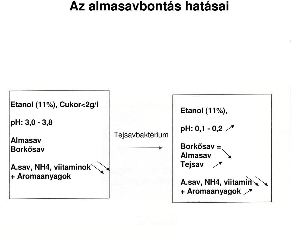 sav, NH4, viitaminok + Aromaanyagok Tejsavbaktérium