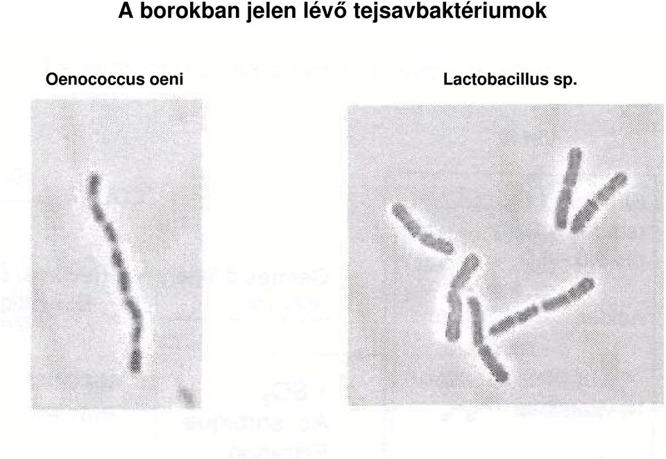 tejsavbaktériumok