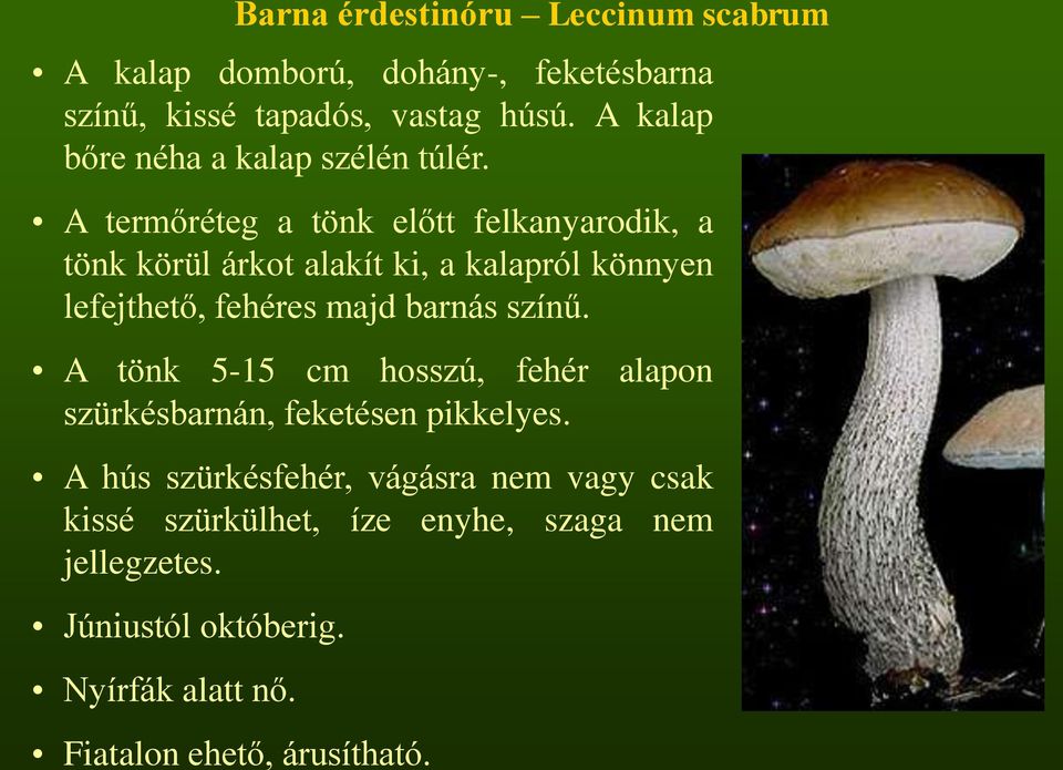 A termőréteg a tönk előtt felkanyarodik, a tönk körül árkot alakít ki, a kalapról könnyen lefejthető, fehéres majd barnás színű.
