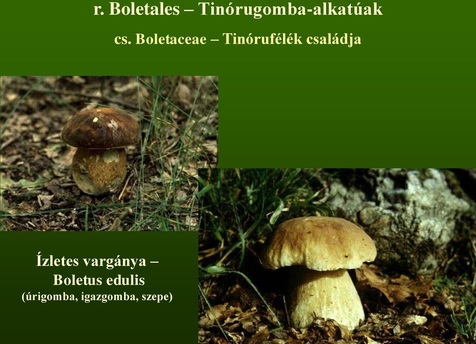 Boletaceae Tinórufélék családja