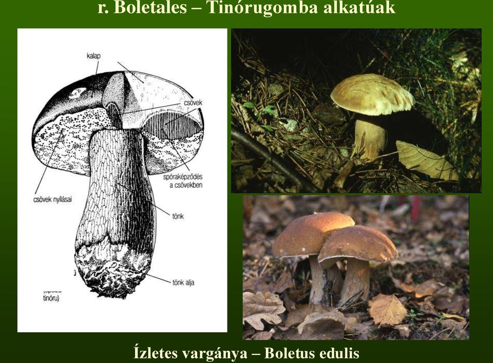 alkatúak Ízletes