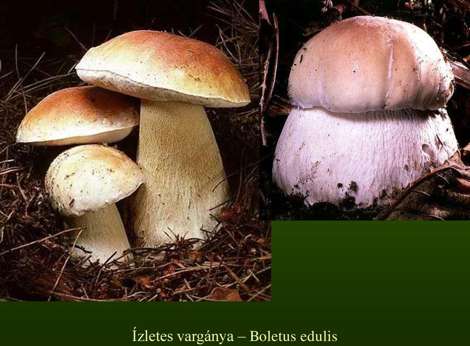 Boletus