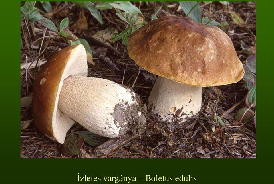 Boletus