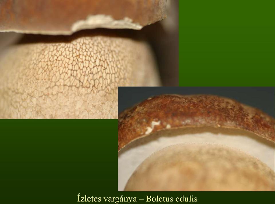 Boletus