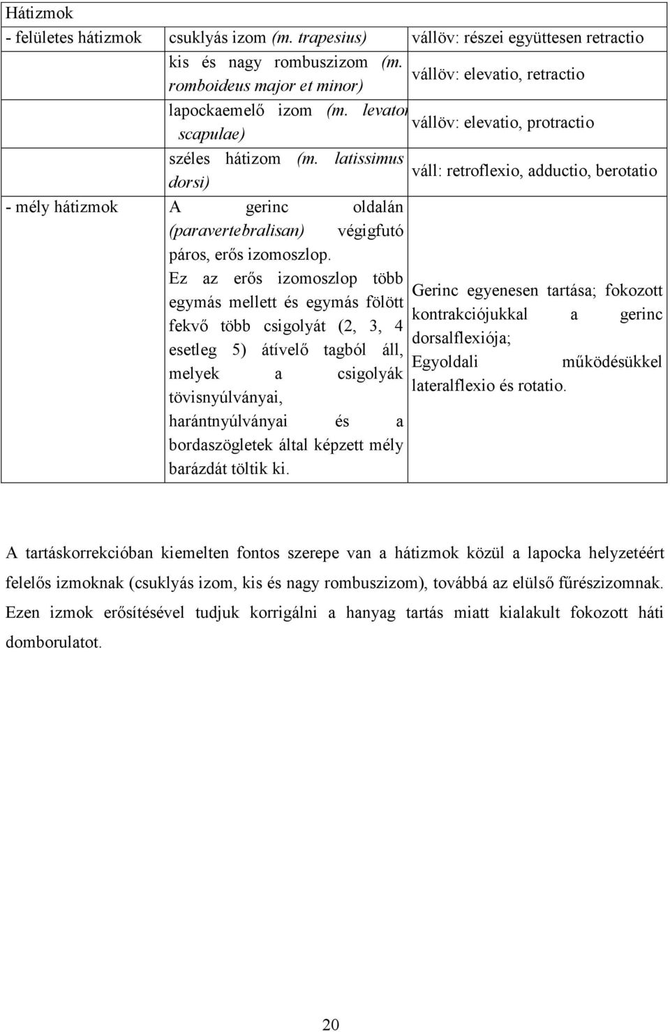 latissimus váll: retroflexio, adductio, berotatio dorsi) - mély hátizmok A gerinc oldalán (paravertebralisan) végigfutó páros, erős izomoszlop.