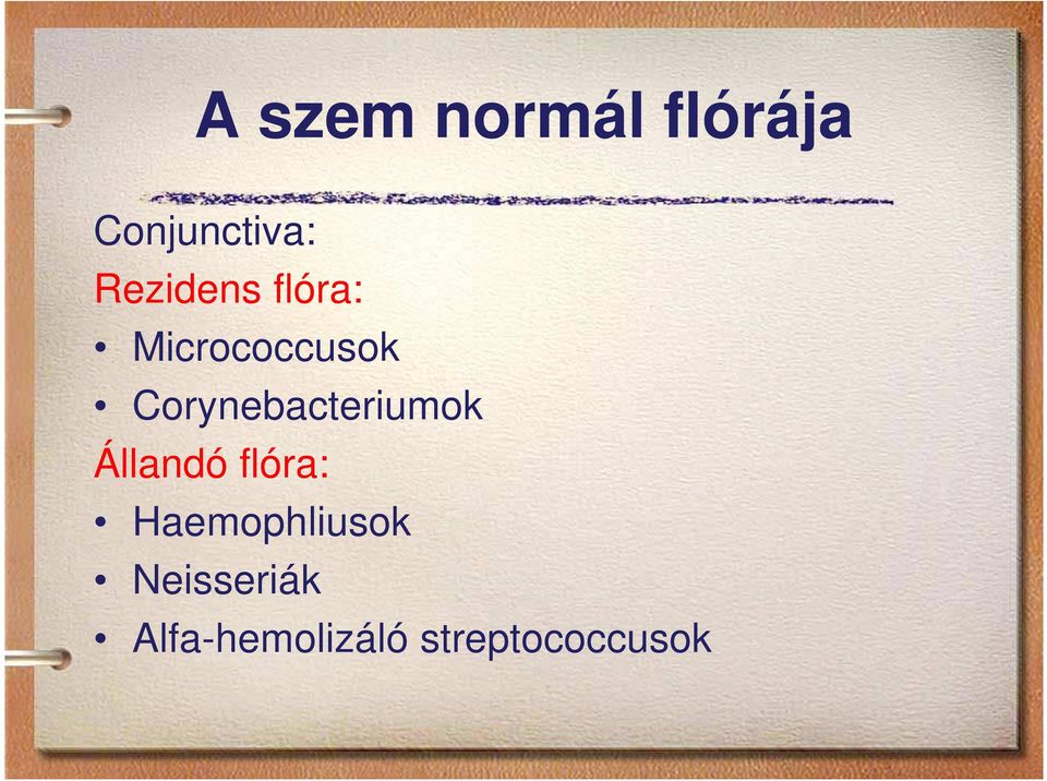 Corynebacteriumok Állandó flóra: