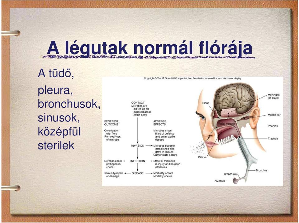 pleura, bronchusok,