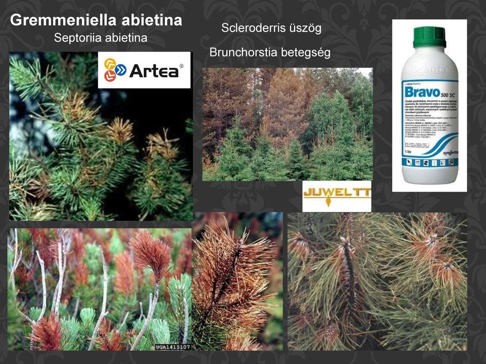 abietina