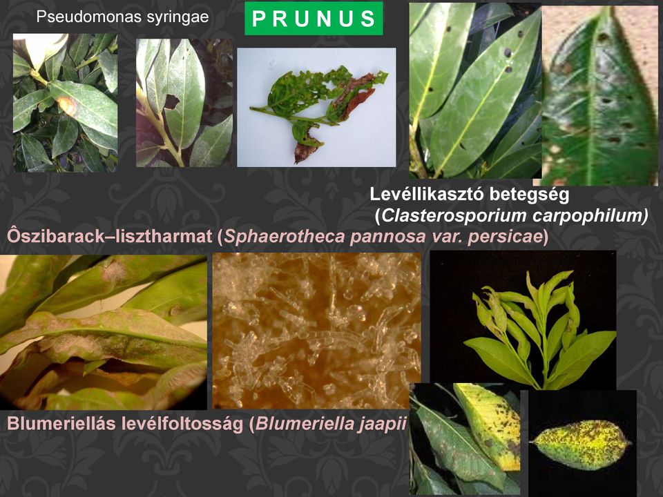 Ôszibarack lisztharmat (Sphaerotheca pannosa var.