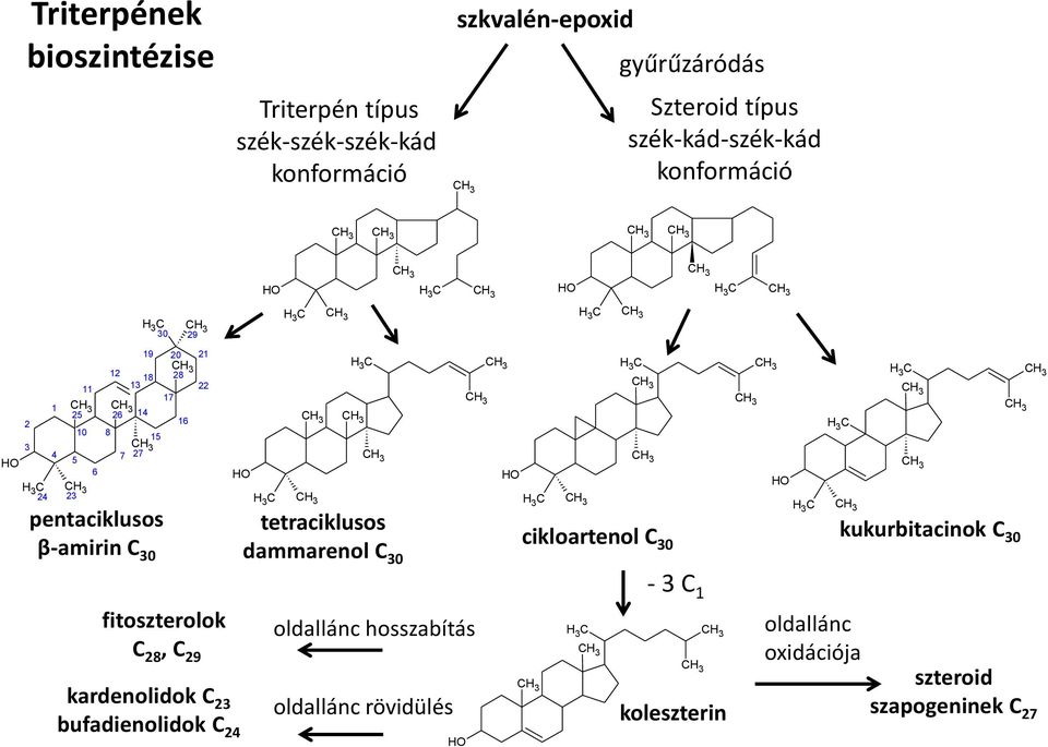 28 22 17 16 tetraciklusos cikloartenol C kukurbitacinok C dammarenol C 0 0 0 - C 1 fitoszterolok C 28, C 29 kardenolidok